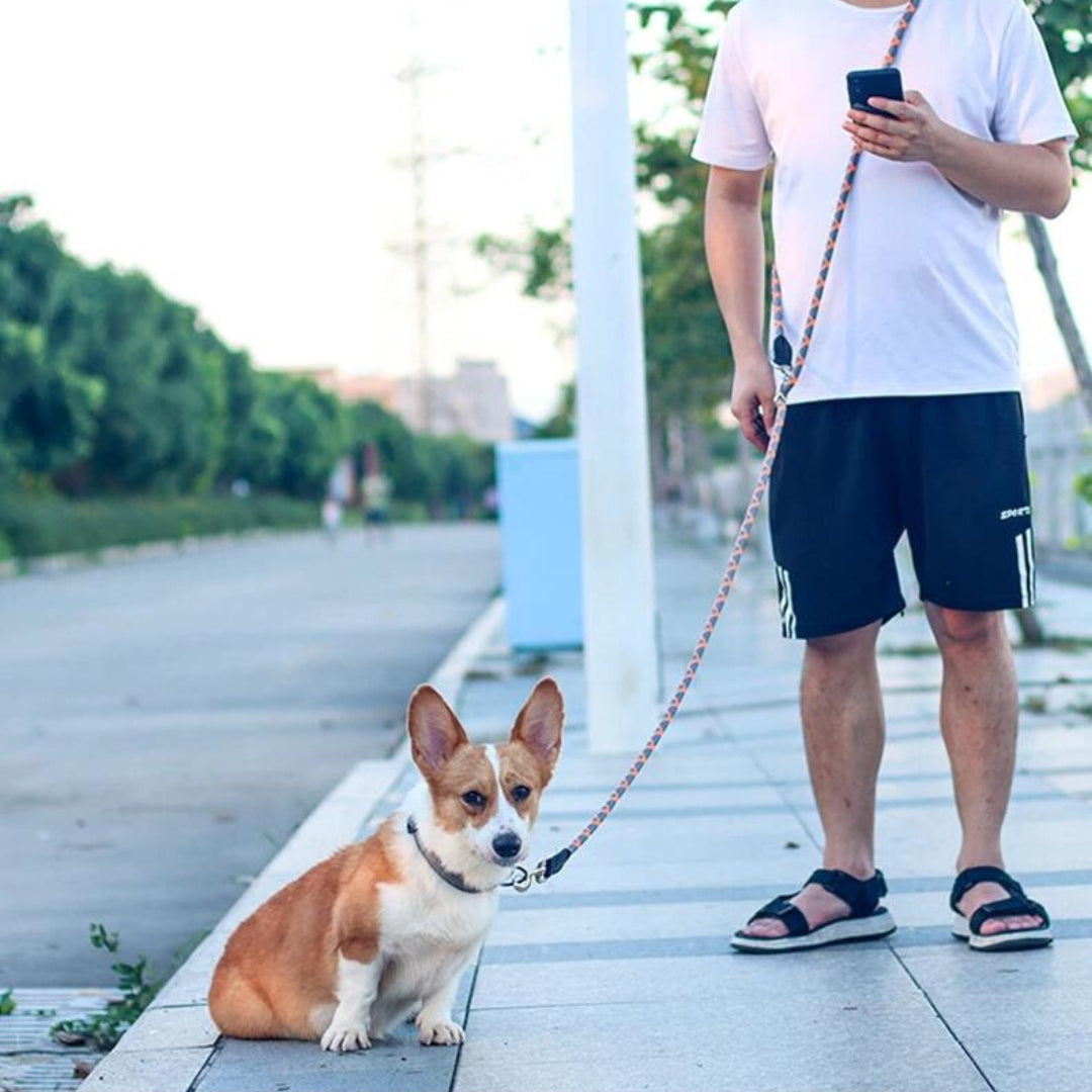 Laisse mains libres pour chiens - Multicolore