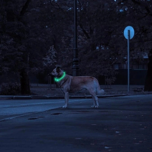 Collier Lumineux Chien | NightSafe™