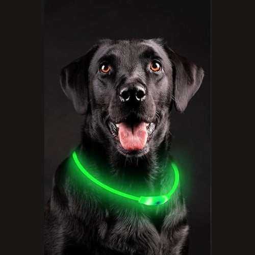 Collier Lumineux Chien | NightSafe™
