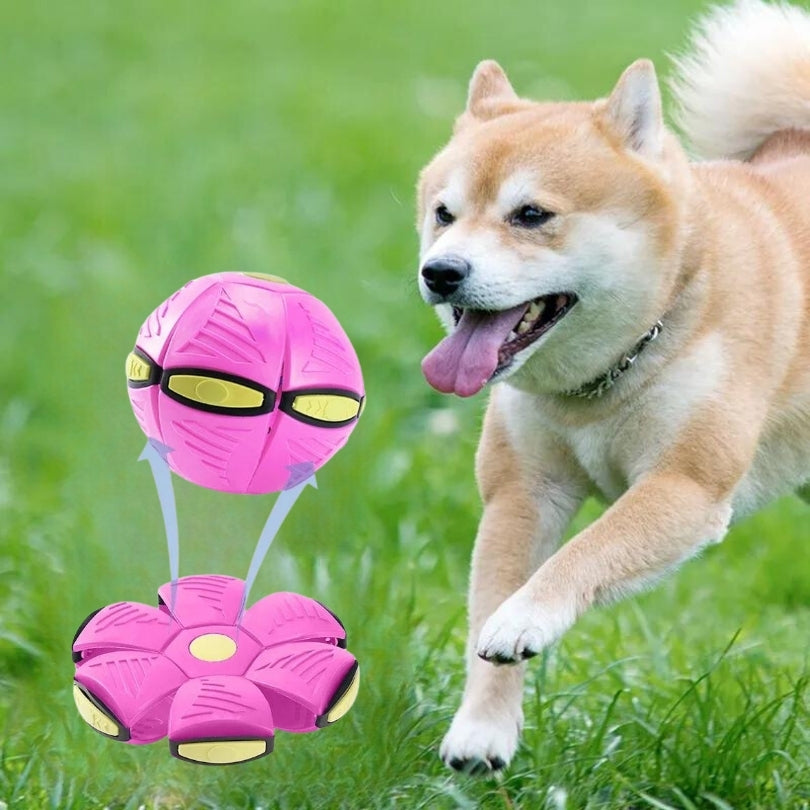 Balle pour chien | Balles Volantes
