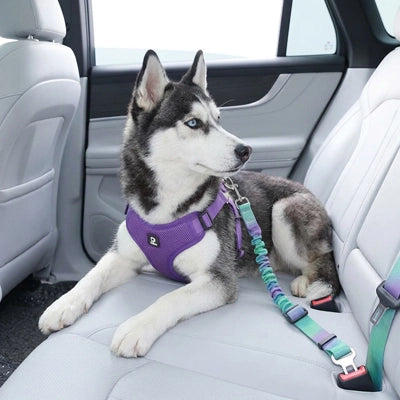 Ceinture de sécurité pour chien | Universelle