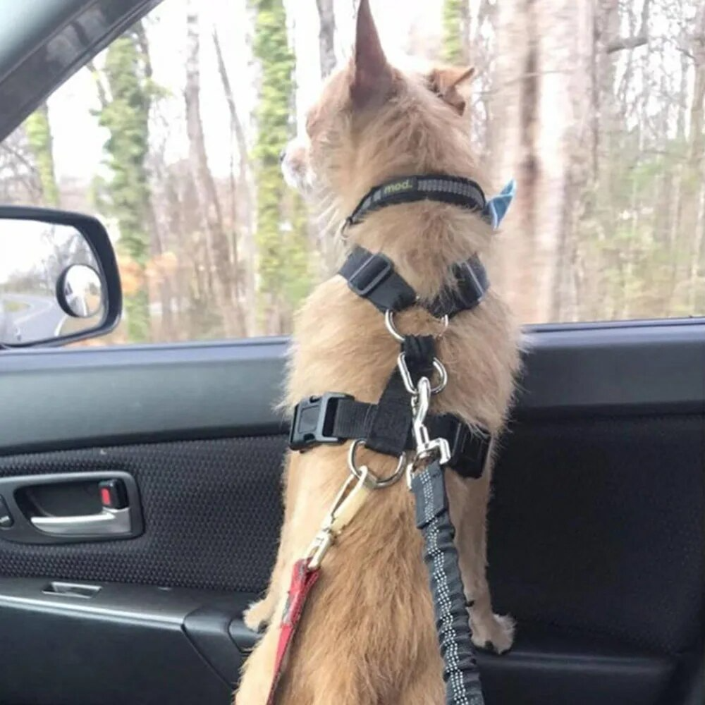 Ceinture de sécurité pour chien | Sécurvoyage™