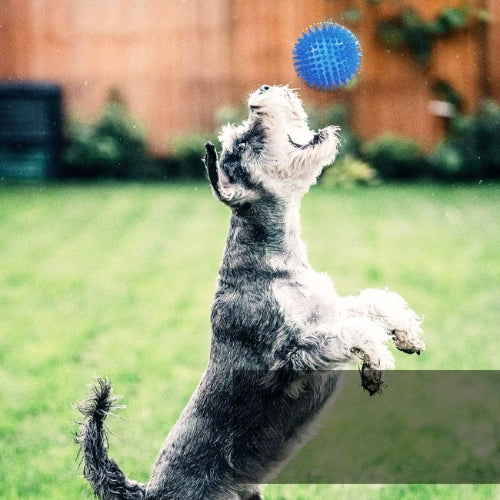 Balle pour chiens | ChewBall™
