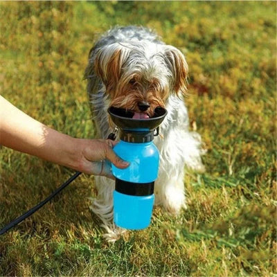 petit chien boit dans le bol de la gourde