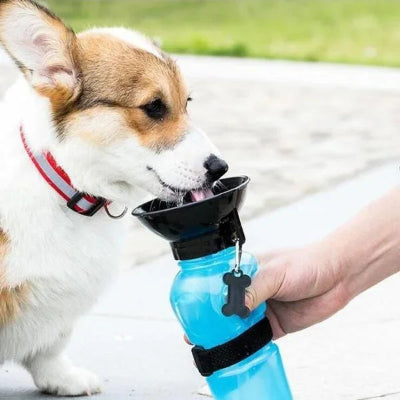 chien lèche l'eau du bol de la gourde bleue