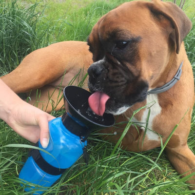 chien couché boit dans la gourde bleue