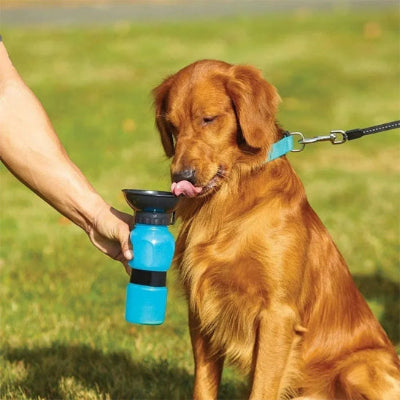 chien en laisse boit avec la gourde bleue