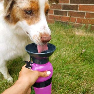 chien boit l'eau de la gourde rose