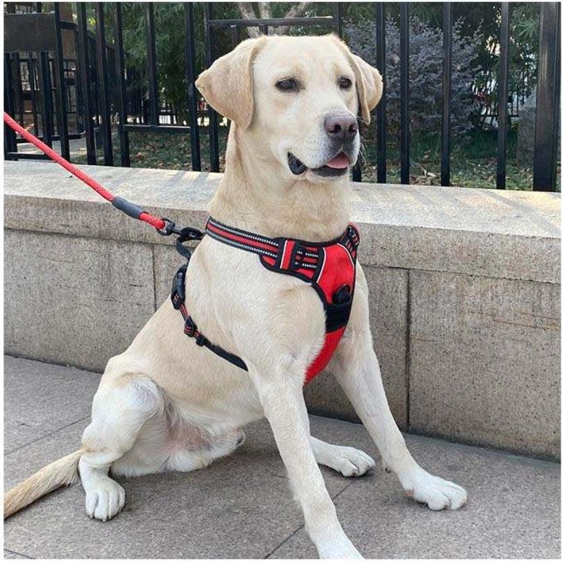 HARNAIS CHIEN ANTI TRACTION | SAFEWALK™ - Je Promène Mon Chien