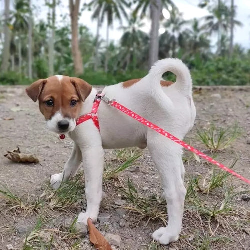 laisse pour chien combine multicolore promenade