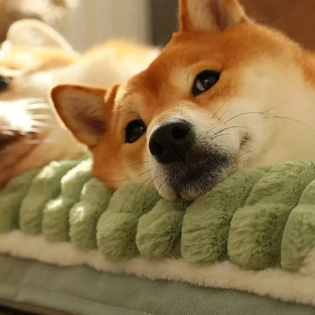 Lit pour chien repose tête