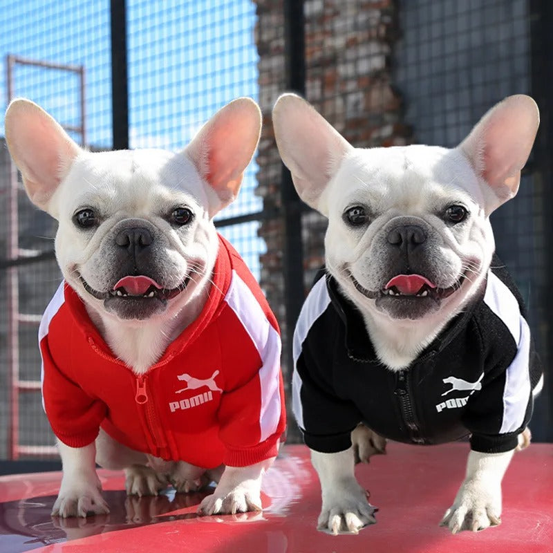 Pull chien | Confort Ultra