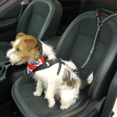 Ceinture de sécurité pour chien