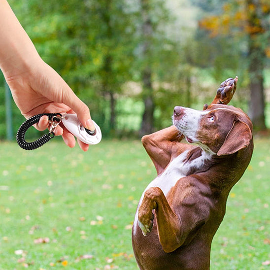 chien réagit aprÚs le clic