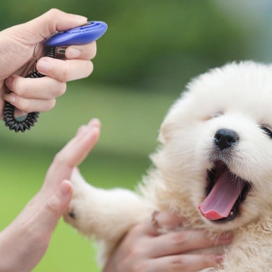 jeune chiot en apprentissage avec clicker