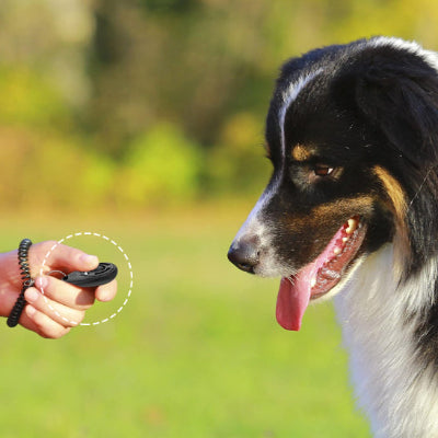 chien attend le clic