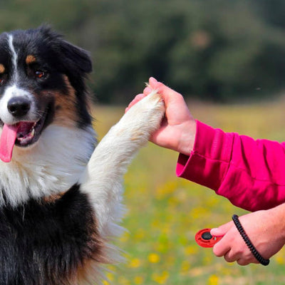 chien donne la patte après le clic