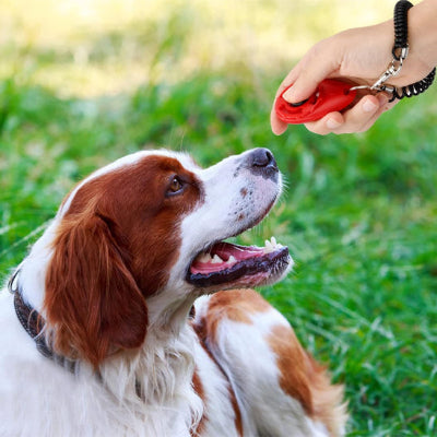 un clic et le chien écoute calmement