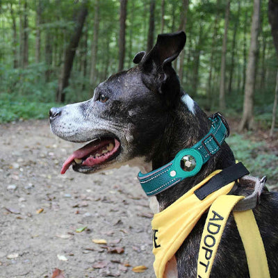 collier GPS chien bleu enforêt