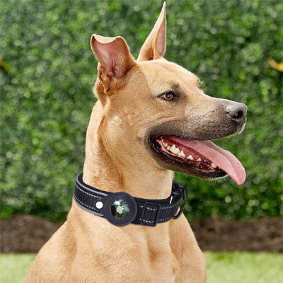 collier GPS chien noir au parc