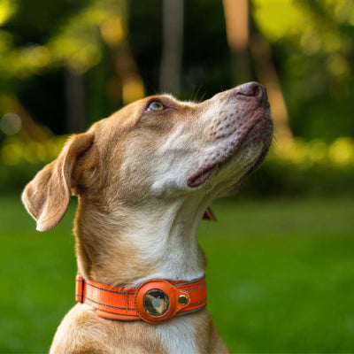 collier GPS chien orange en forêt