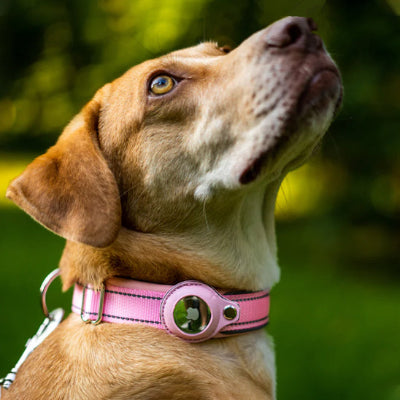 collier GPS chien rose au parc