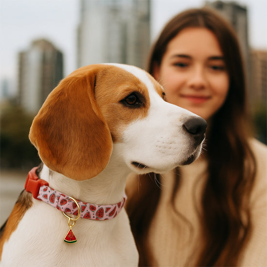 Collier chien | Fruits™ - Ultra-tendance
