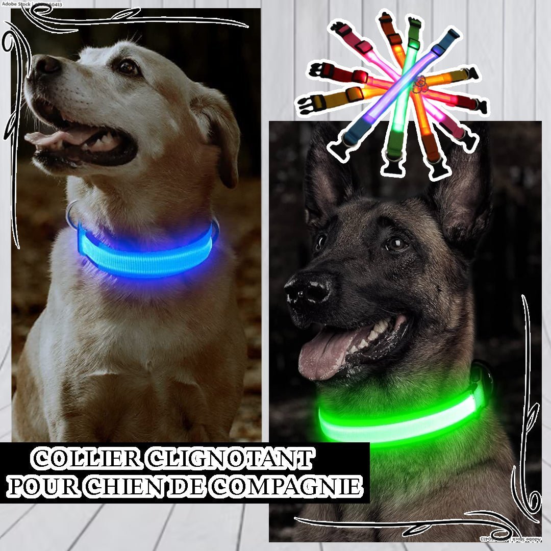 Collier lumineux chien | Ticouco - LED - Je Promène Mon Chien