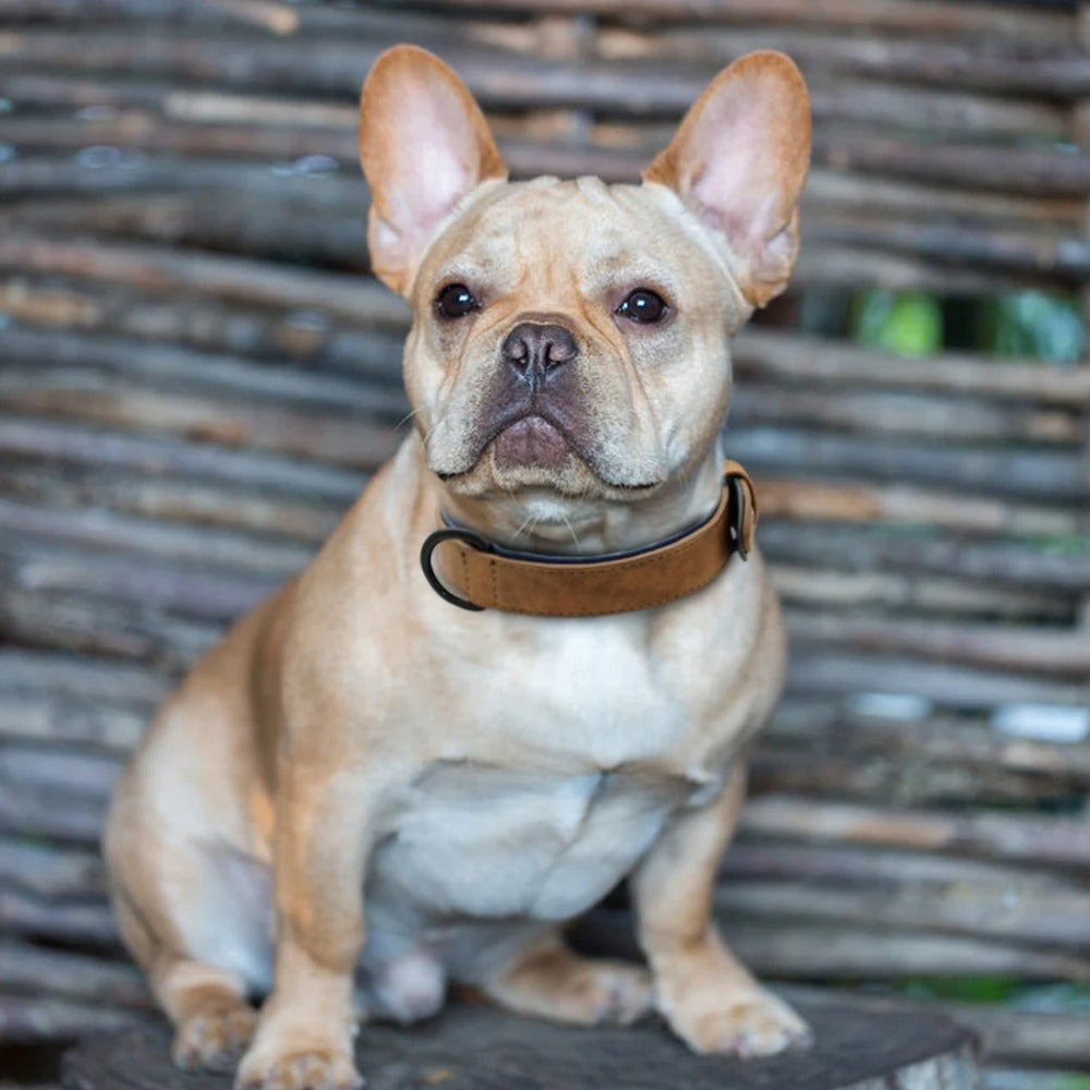Collier chien | Confort Premium