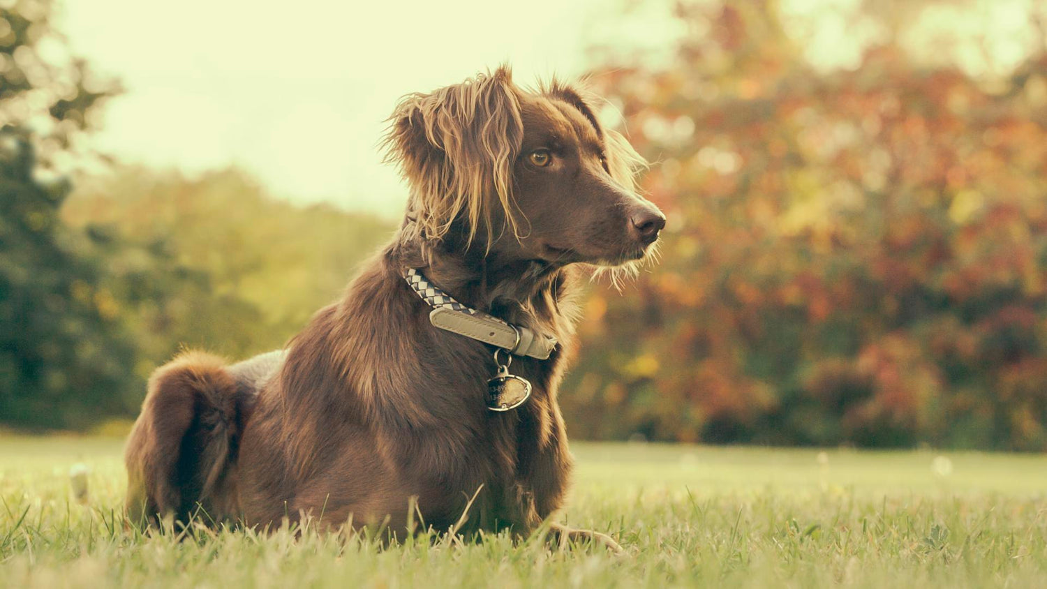 chien avec collier au parc
