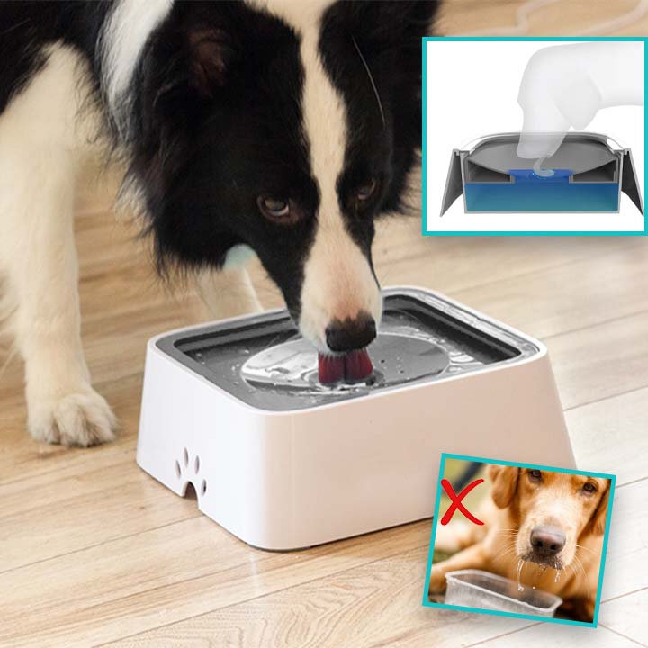 GAMELLE CHIEN - PATOSSEC™ - Je Promène Mon Chien