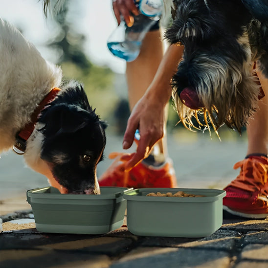 Gamelle chien | Picnic Premium