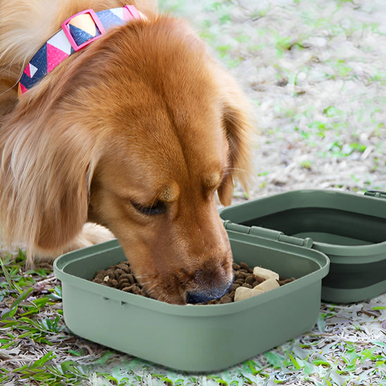 Gamelle chien | Picnic Premium
