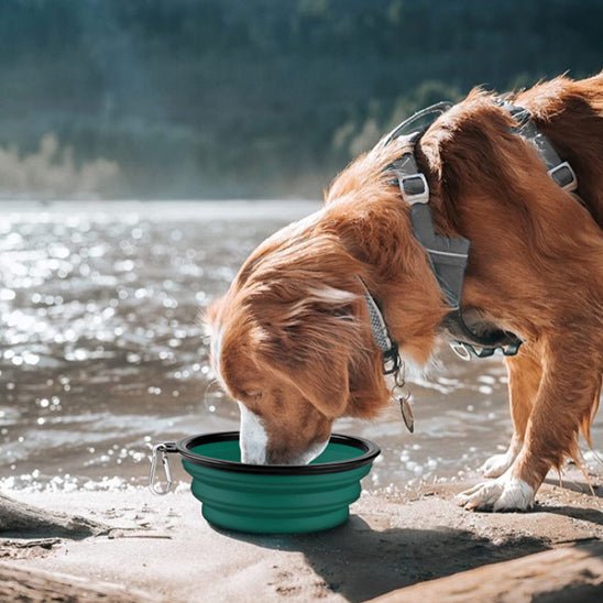 GAMELLE CHIEN - PLIABLE ET LEGERE TOUTOUBOL™ - Je Promène Mon Chien