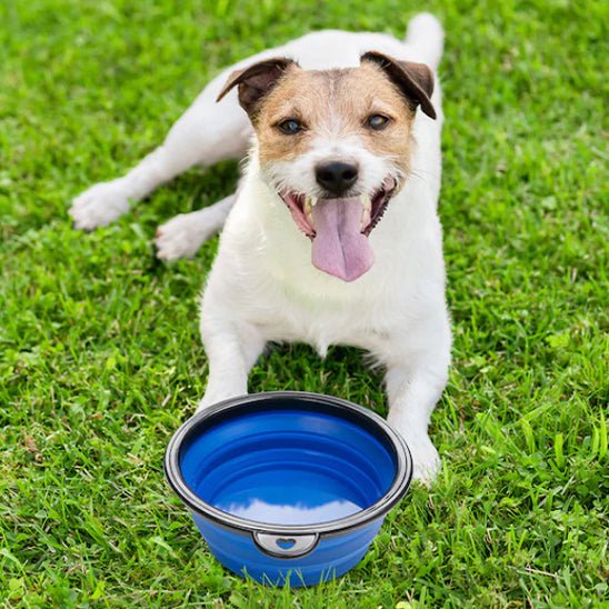 GAMELLE CHIEN - PLIABLE ET LEGERE TOUTOUBOL™ - Je Promène Mon Chien