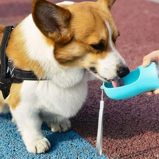 Gourde pour chien | Pluscool™