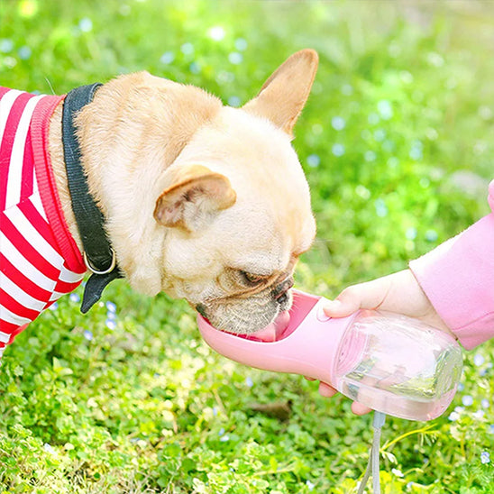 Gourde pour chien | Pluscool™