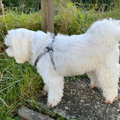 harnais chien standard gris chien blanc en extérieur