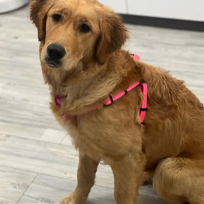 harnais chien standard rose en intérieur