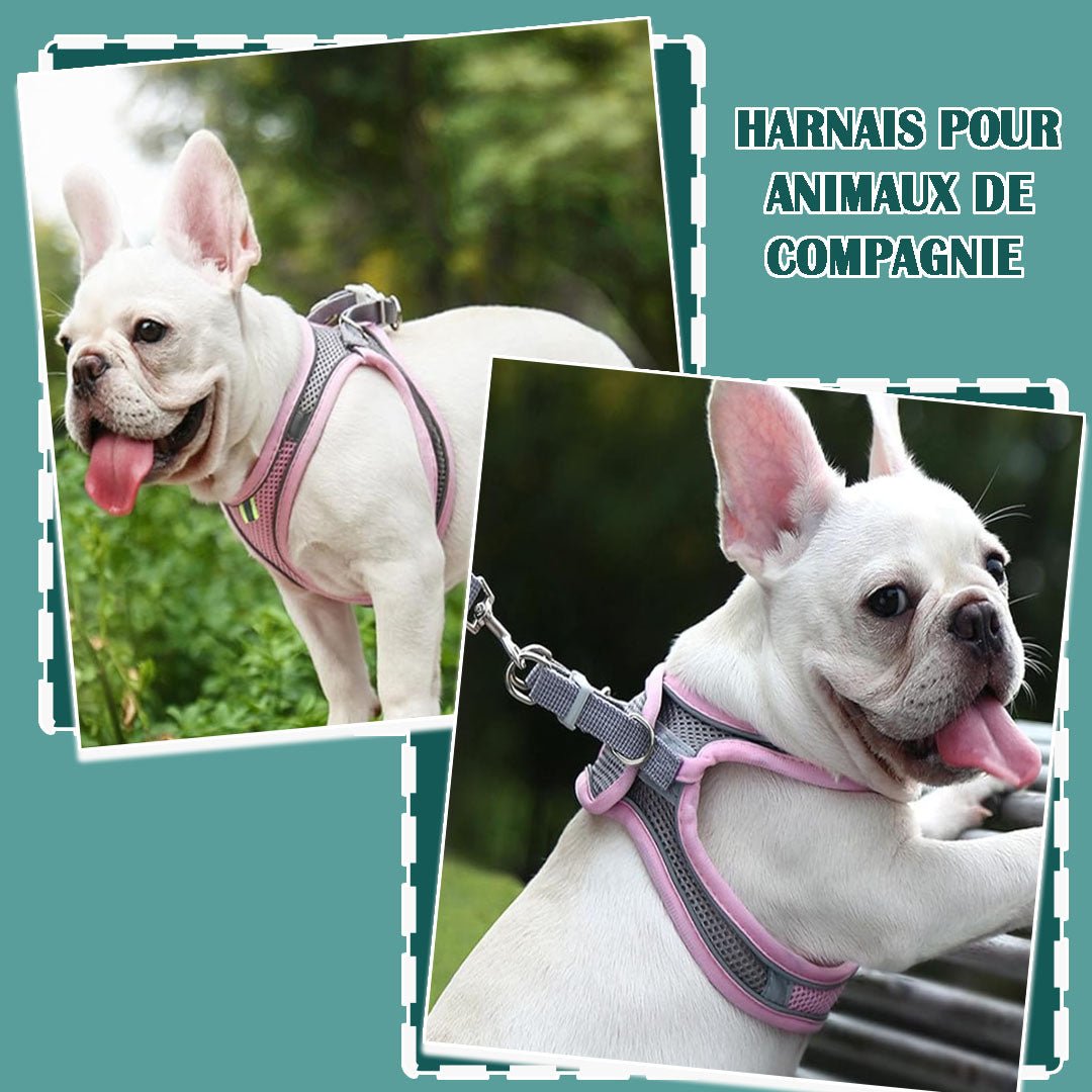 Harnais petit chien | Vivaflane™ - Je Promène Mon Chien