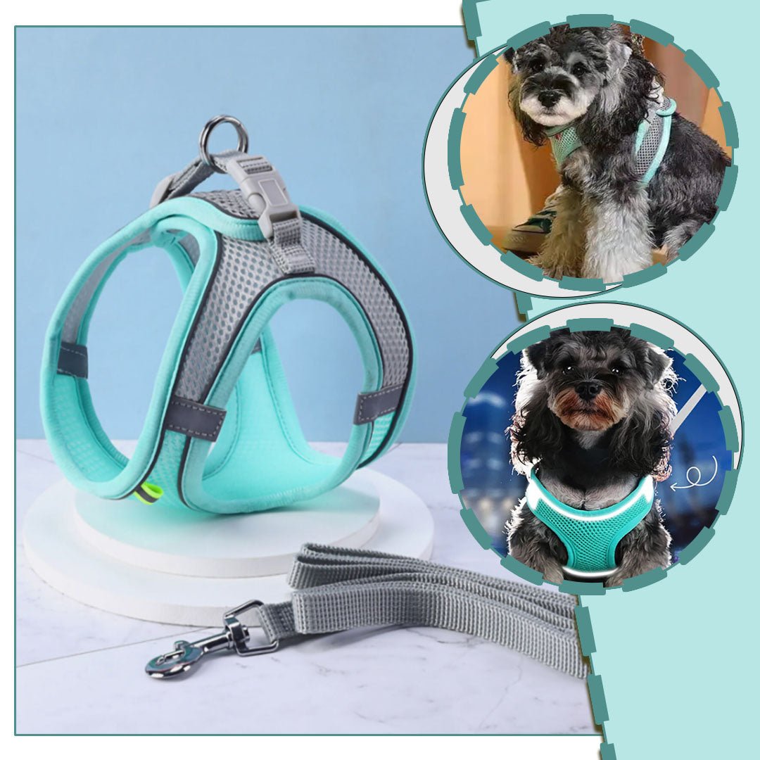 Harnais petit chien | Vivaflane™ - Je Promène Mon Chien