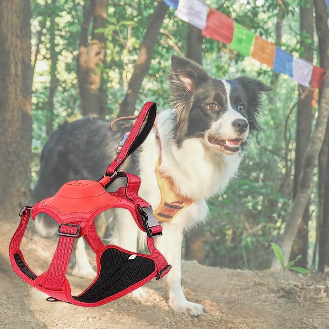 Harnais pour chien - Canykit™ - Je Promène Mon Chien