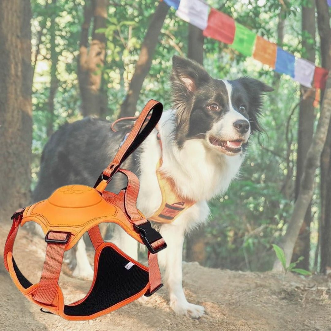 Harnais pour chien - Canykit™ - Je Promène Mon Chien