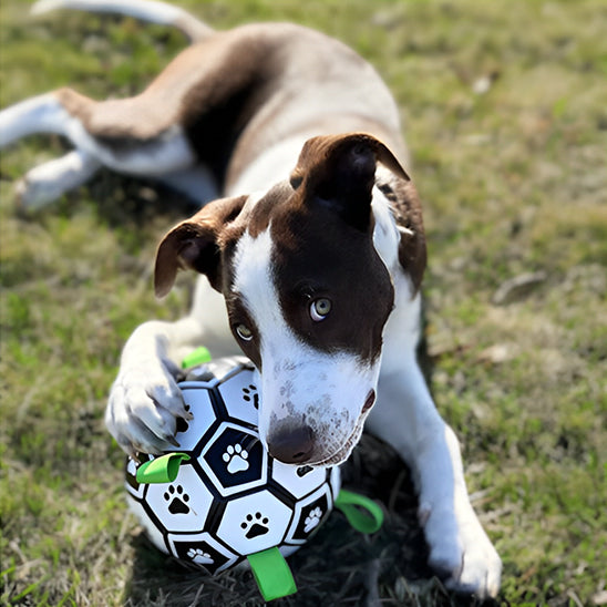 Balle pour chien | Dentaballe™