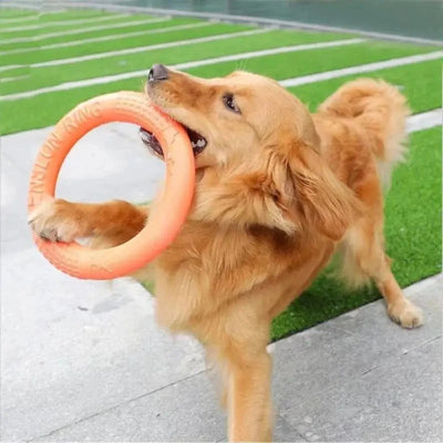 jouet pour chien amusement dans la cour