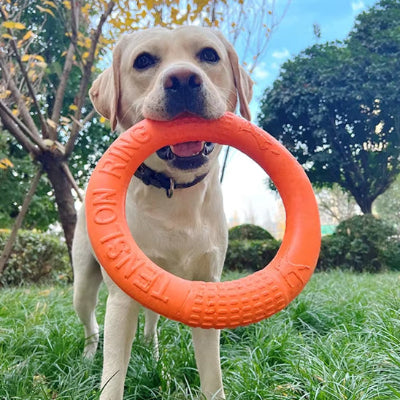 jouet pour chien anneau orange dans le jardin