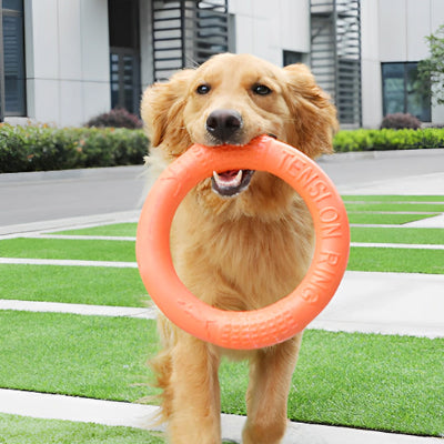 jouet pour chien anneau orange chien se promène