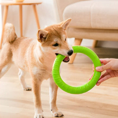 jouet pour chien anneau vert à la maison