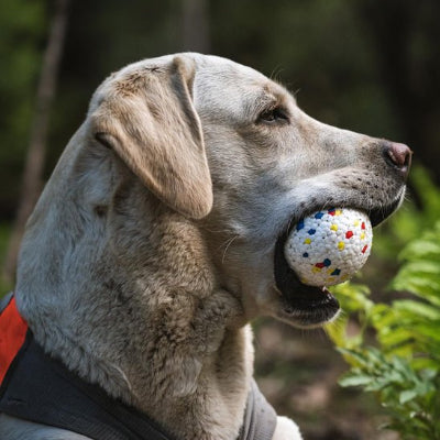 Jouet pour chien indestructible Ballemotive chien avec balle dans sa gueule extérieur