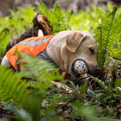 Jouet pour chien indestructible Ballemotive chien joue avec balle en forêt